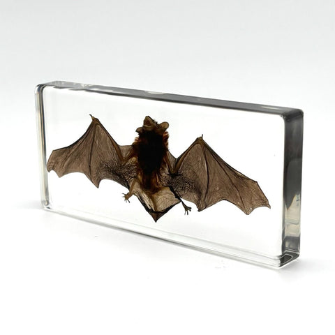 Real Bat Small Wide Clear Resin  Real Nature Gifts