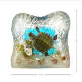 Real Turtle in Square Resin Paperweight Desktop Decoration Real Nature Gifts