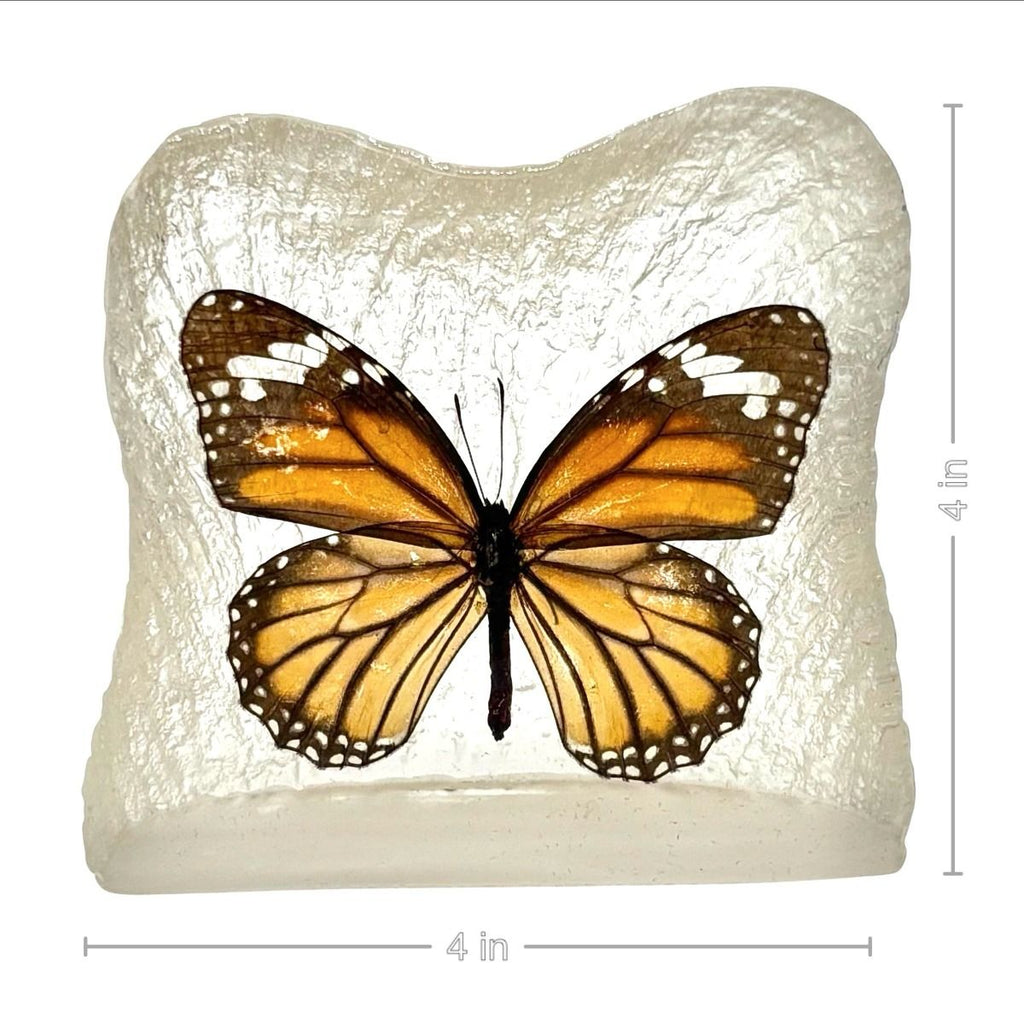 Real Butterfly Square Shaped Desktop Decoration Monarch Frosted Back Real Nature Gifts