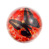 Real Butterfly Half-dome Red Flowers Real Nature Gift