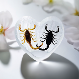 Real Black Scorpion and Real Bark Scorpion Heart Shape Desktop Real Nature Gift