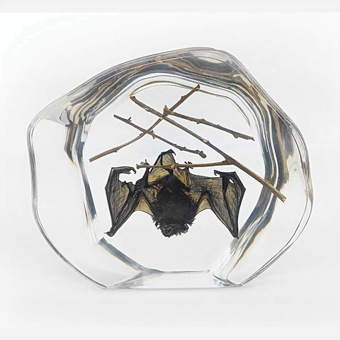 Real Bat Real Eastern Asia Domestic Med Real Nature Gift