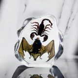 Real Bat and Black Scorpion Eastern Asia Domestic Real Nature Gift