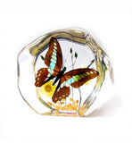 Real Butterfly Round Shape Desktop Real Nature Gift