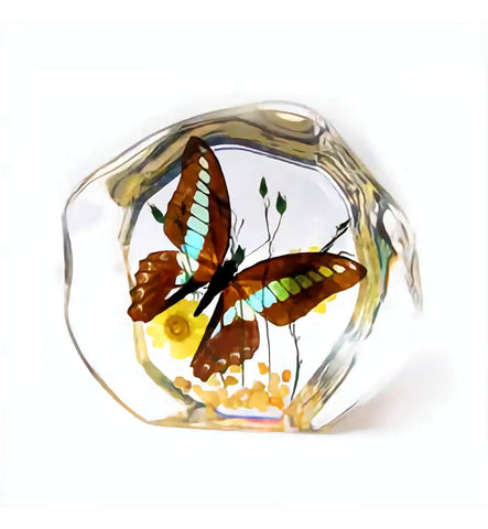 Real Butterfly Round Shape Desktop Real Nature Gift