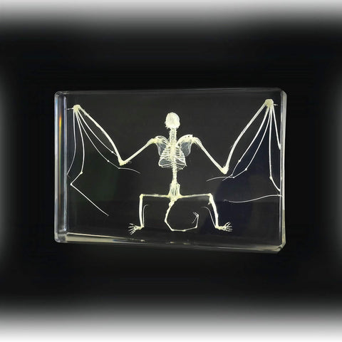 Real Bat Skeleton Horseshoe Bat In Resin Real Nature Gift