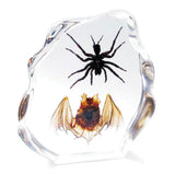 Real Bat and Tarantula Spider Real Nature Gift Decoration