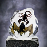 Real Bat and Black Scorpion Eastern Asia Domestic Real Nature Gift