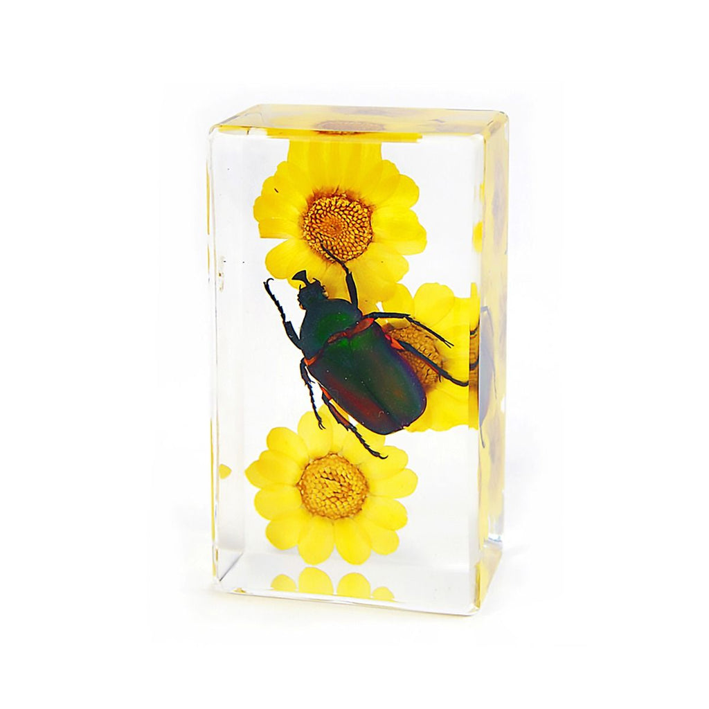 Real Green Rose Chafer Beetle with Flowers – Resin Paperweight (2.9" x 1.6" x 1") | Real Nature Gift