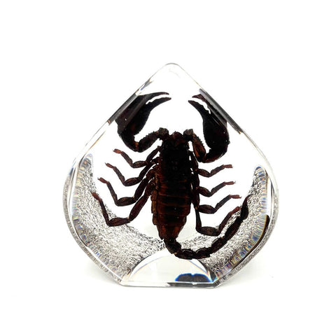 Real Black Scorpion Teardrop Shaped Resin Desktop Decoration Real Nature Gifts