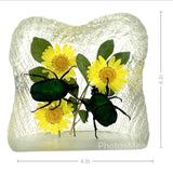 Real June Bug in Square Resin Paperweight Desktop Decoration Real Nature Gifts