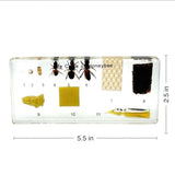 Real Life Cycle of Honeybee Real Nature Gift