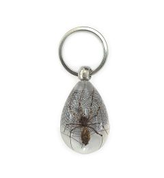 Real Spider Keychain Clear Resin Real Nature Gift Jewelry With Box