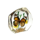 Real Butterfly Round Shape Desktop Decoration Monarch Butterfly With Gift Box