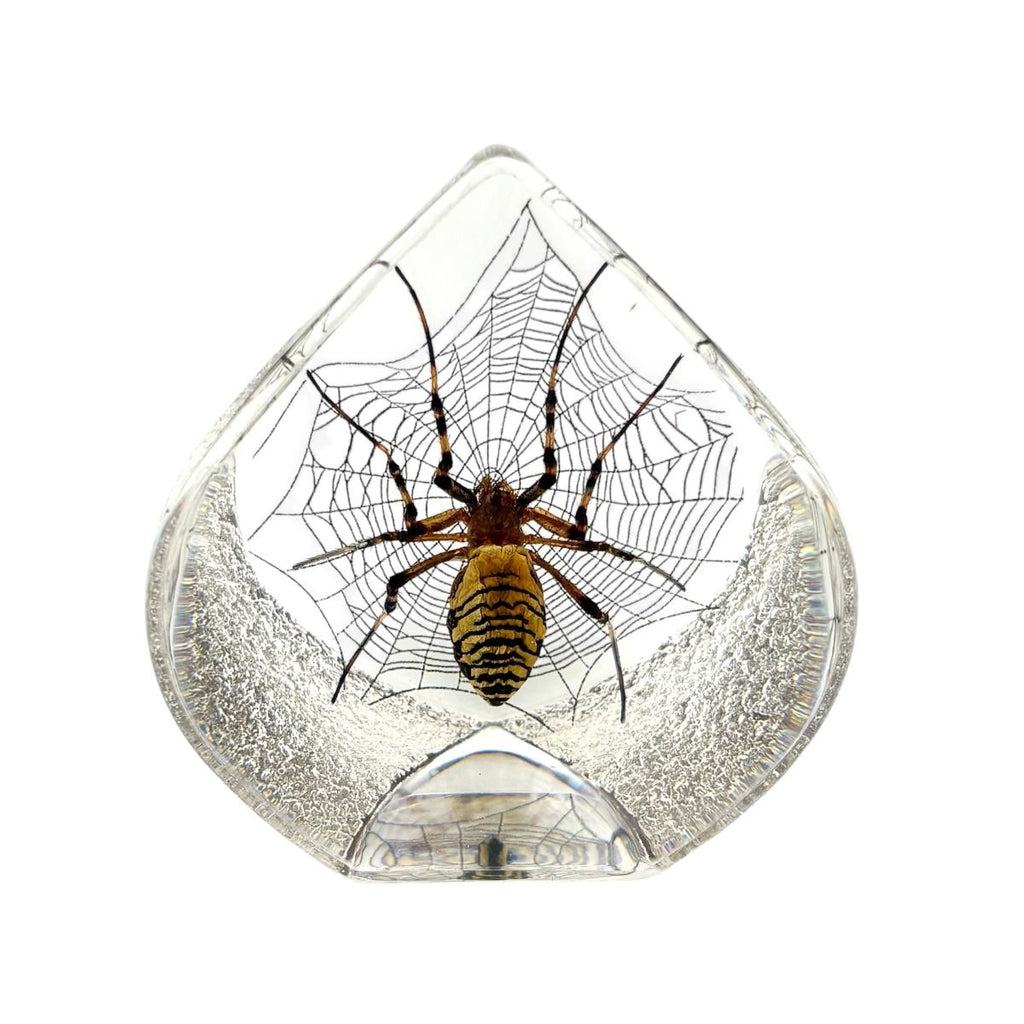 Real Spider Teardrop Shaped Resin Desktop Decoration Real Nature Gifts