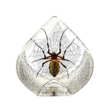 Real Spider Teardrop Shaped Resin Desktop Decoration Real Nature Gifts