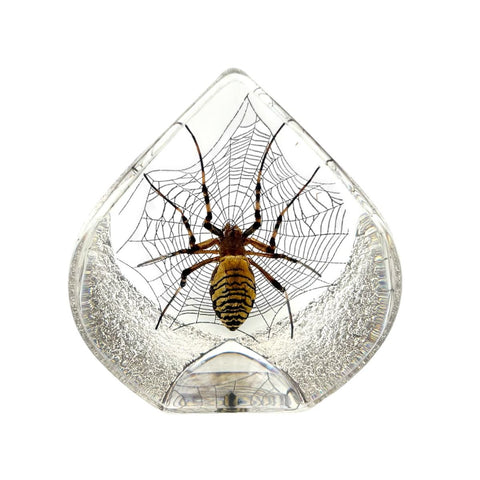 Real Spider Teardrop Shaped Resin Desktop Decoration Real Nature Gifts