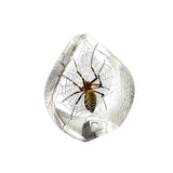 Real Spider Teardrop Shaped Resin Desktop Decoration Real Nature Gifts