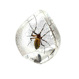 Real Spider Teardrop Shaped Resin Desktop Decoration Real Nature Gifts