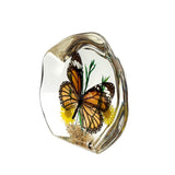 Real Butterfly Round Shape Desktop Decoration Monarch Butterfly With Gift Box