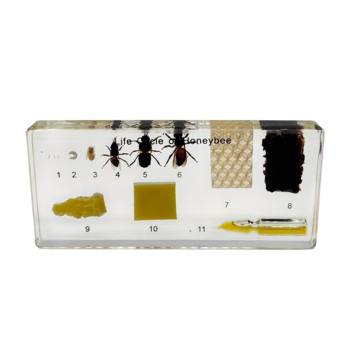 Real Life Cycle of Honeybee Real Nature Gift