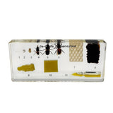 Real Life Cycle of Honeybee Real Nature Gift