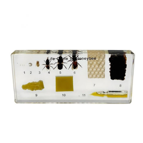 Real Life Cycle of Honeybee Real Nature Gift