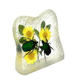 Real June Bug in Square Resin Paperweight Desktop Decoration Real Nature Gifts