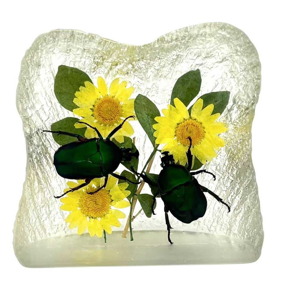 Real June Bug in Square Resin Paperweight Desktop Decoration Real Nature Gifts