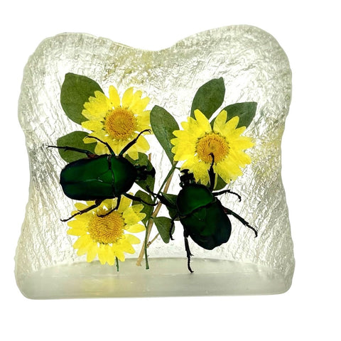 Real June Bug in Square Resin Paperweight Desktop Decoration Real Nature Gifts