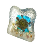 Real Turtle in Square Resin Paperweight Desktop Decoration Real Nature Gifts