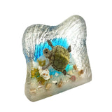 Real Turtle in Square Resin Paperweight Desktop Decoration Real Nature Gifts