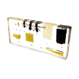 Real Life Cycle of Honeybee Real Nature Gift