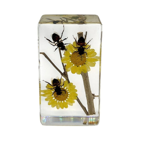 Real Honeybee in Retinular Resin Paperweight Desktop Decoration Real Nature Gifts