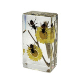 Real Honeybee in Retinular Resin Paperweight Desktop Decoration Real Nature Gifts