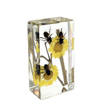 Real Honeybee in Retinular Resin Paperweight Desktop Decoration Real Nature Gifts