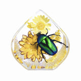 Real June Bug in Teardrop Resin Paperweight Desktop Decoration Real Nature Gifts