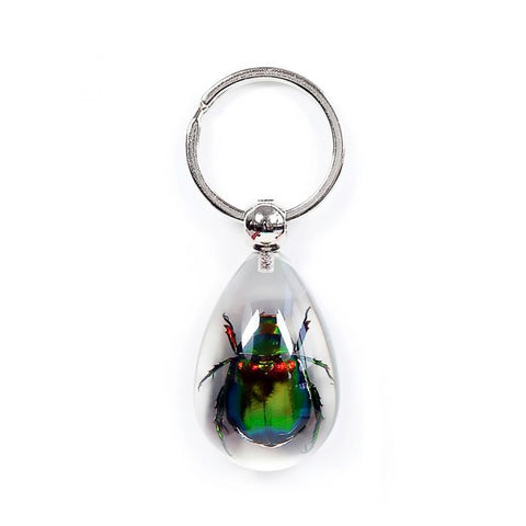 Real June Bug Beetle Keychain Real Nature Gift With Box