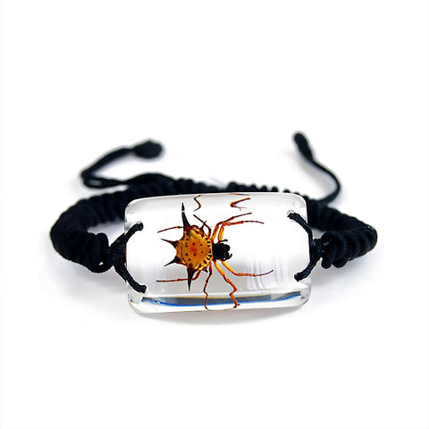 Real Spider Spiny Bracelet Clear Real Nature Gifts