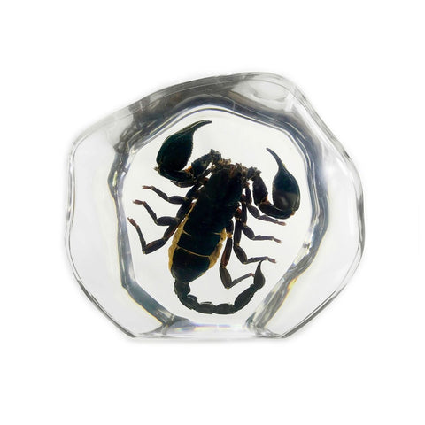 Real Black Scorpion Encased in Clear Resin Round Real Nature Gift
