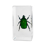 Real Green Rose Chafer Beetle – Resin Paperweight (2.9" x 1.6" x 1") | Real Nature Gift