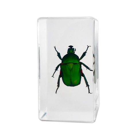 Real Green Rose Chafer Beetle – Resin Paperweight (2.9" x 1.6" x 1") | Real Nature Gift