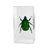 Real Green Rose Chafer Beetle – Resin Paperweight (2.9" x 1.6" x 1") | Real Nature Gift