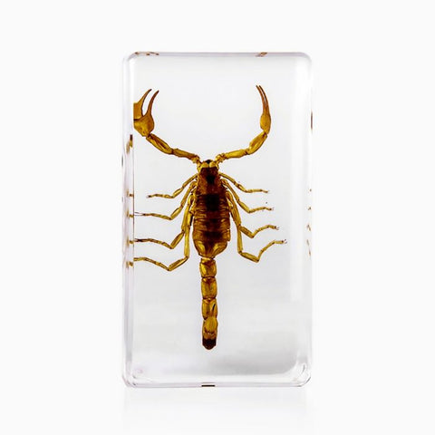 Real Bark Scorpion – Acrylic Resin Display (2.85" x 1.5" x 1") | Real Nature Gifts