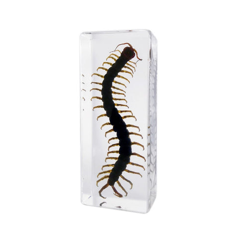 Real Centipede – Acrylic Block Display (4.3" x 1.7" x 1.1") | Real Nature Gift