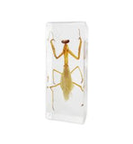 Real Mantis Embedded in High-Quality Acrylic Resin | 4.5" Display – Gift Box Included