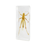 Real Locust in Clear Acrylic Block – Nature Display | Real Nature Gifts