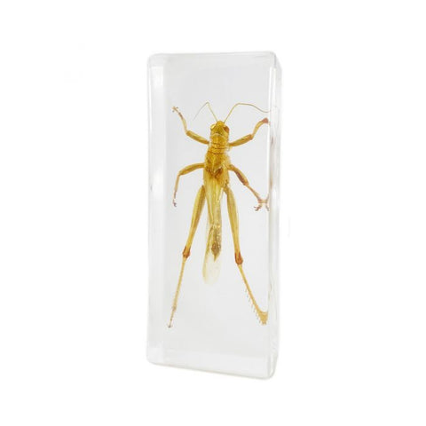 Real Locust in Clear Acrylic Block – Nature Display | Real Nature Gifts