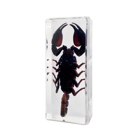 Real Black Scorpion Encased in Clear Resin Block Real Nature Gift