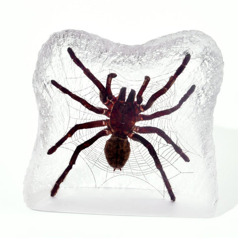 Real Spider Tarantula  – Resin Display (3.5" x 3.5" x 1.5") | Real Nature Gift